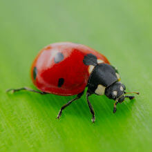 Image result for Ladybird