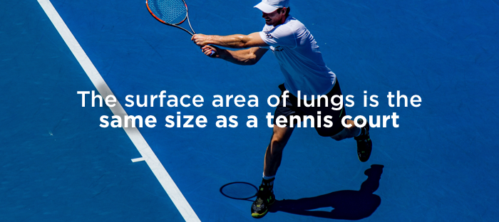 fact-about-lungs