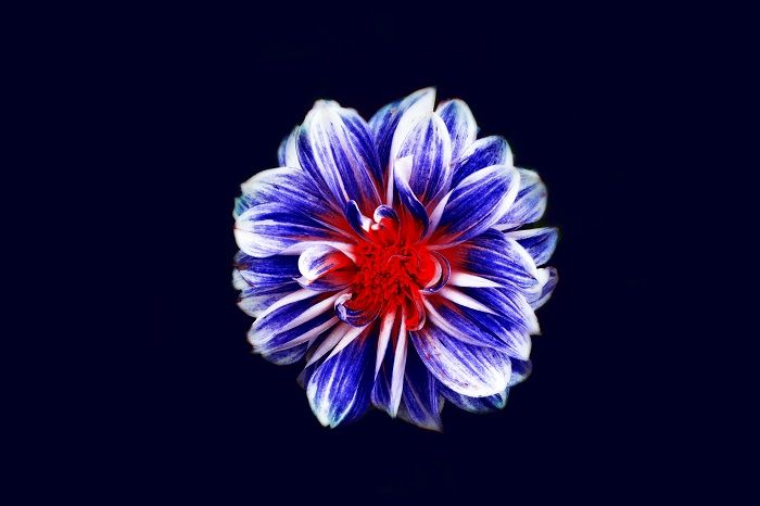 A blue and red flower