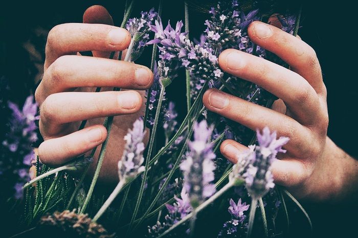 A bunch of lavender