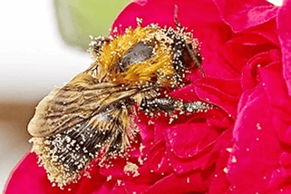 Bumblebee on a flower, covered in pollen